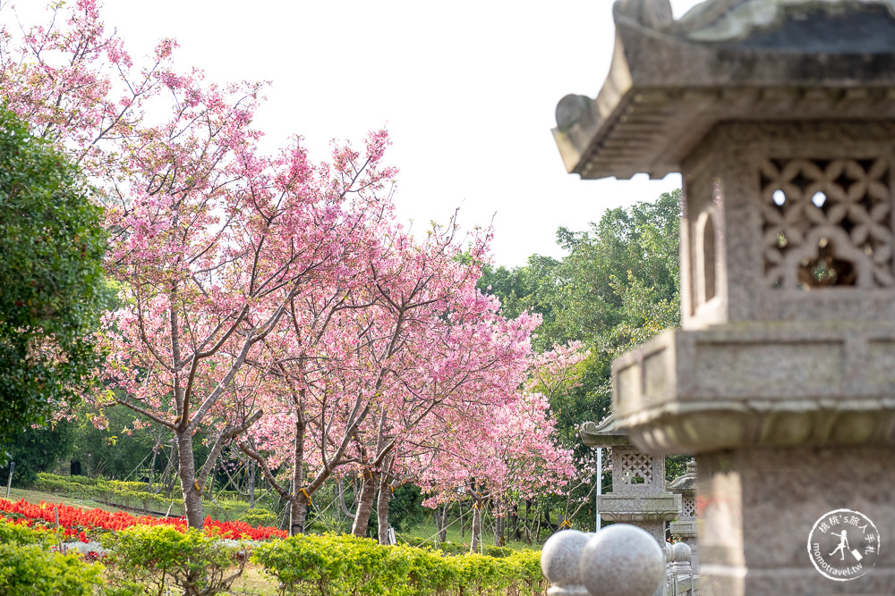 新北林口|竹林山觀音寺櫻花景點|在華麗廟宇建築與庭園中漫步賞櫻|很靈驗香火鼎盛