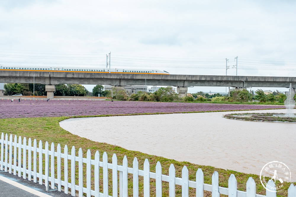 2020桃園仙草花節》楊梅仙草花海.開放時間日期.交通停車接駁車.賞花重點拍照介紹