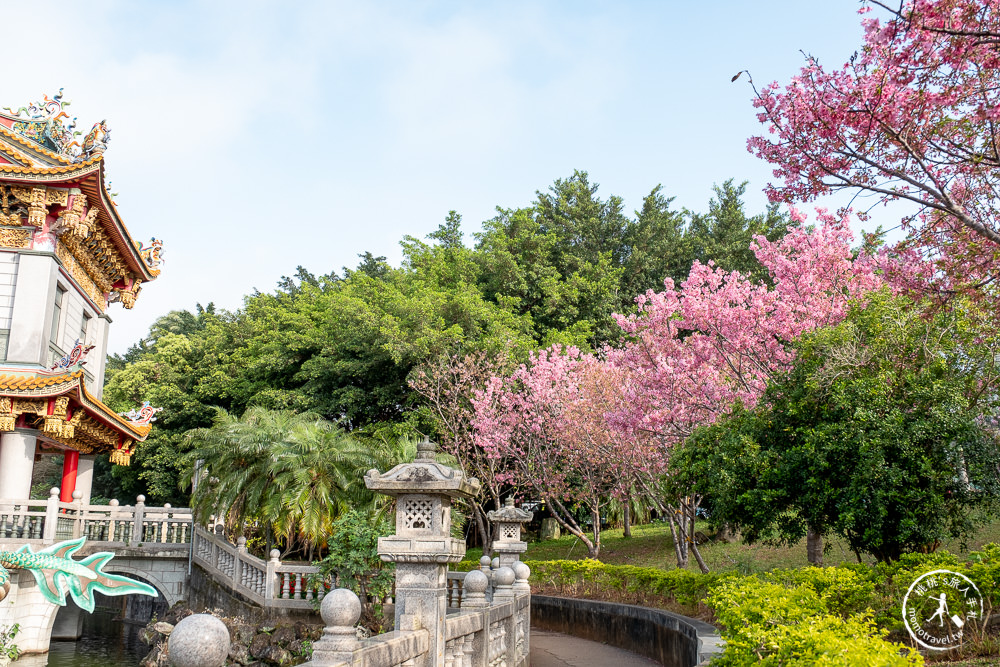 新北林口|竹林山觀音寺櫻花景點|在華麗廟宇建築與庭園中漫步賞櫻|很靈驗香火鼎盛