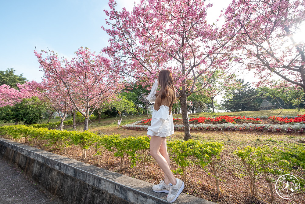 新北林口|竹林山觀音寺櫻花景點|在華麗廟宇建築與庭園中漫步賞櫻|很靈驗香火鼎盛