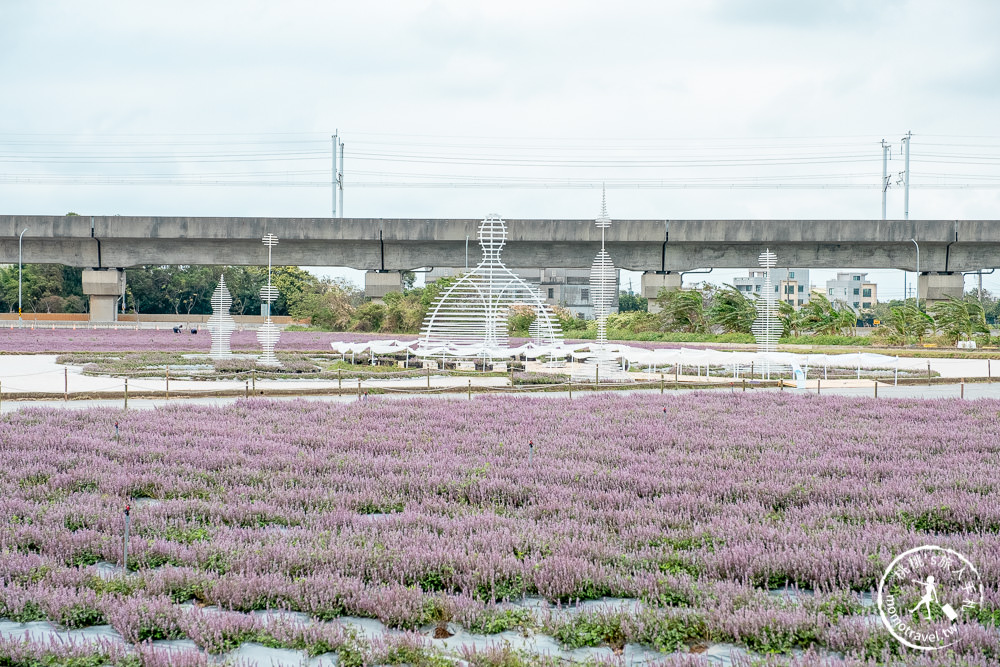 2020桃園仙草花節》楊梅仙草花海.開放時間日期.交通停車接駁車.賞花重點拍照介紹