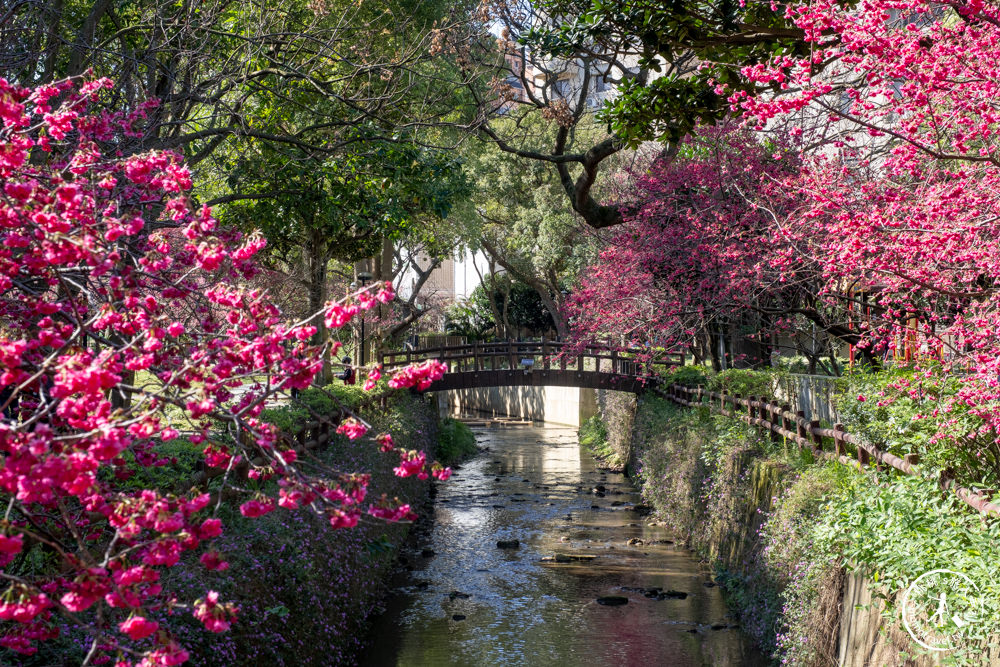 桃園中壢景點|莒光環保公園 櫻花盛開時|八重櫻花況花期.交通停車介紹