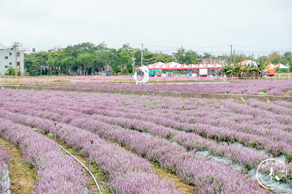 2020桃園仙草花節》楊梅仙草花海.開放時間日期.交通停車接駁車.賞花重點拍照介紹