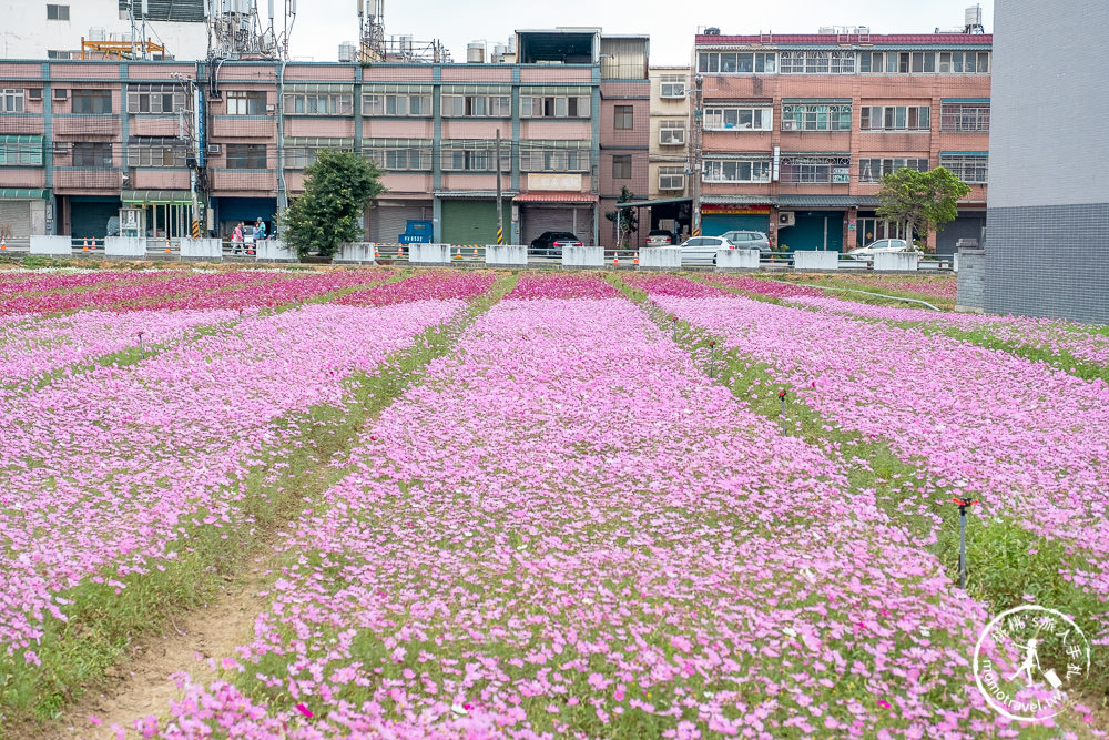 2020桃園仙草花節》楊梅仙草花海.開放時間日期.交通停車接駁車.賞花重點拍照介紹