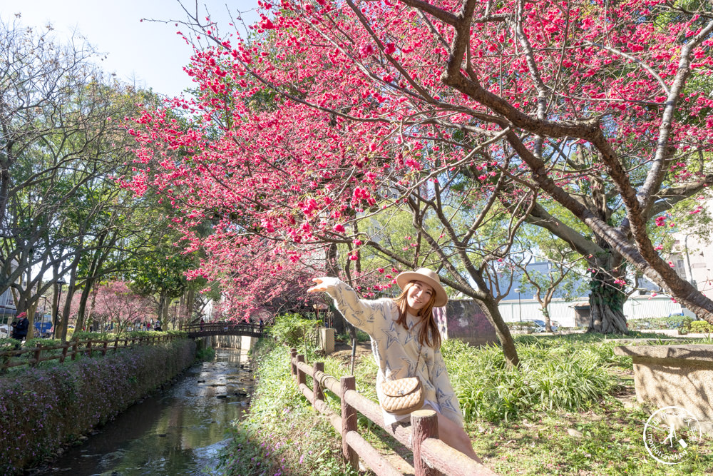 桃園中壢景點|莒光環保公園 櫻花盛開時|八重櫻花況花期.交通停車介紹