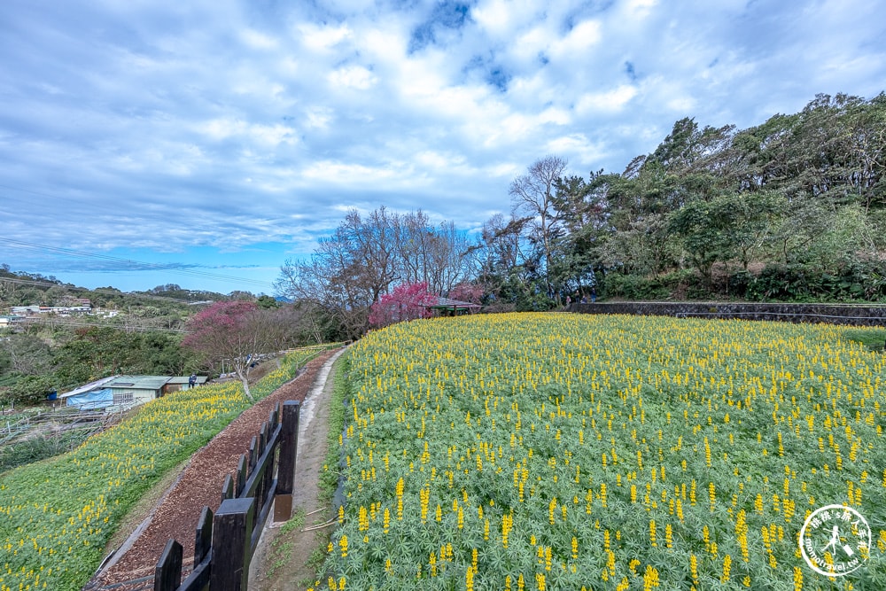 台北景點|貓空魯冰花海(免門票)樟樹步道藏金色花田+櫻花秘境