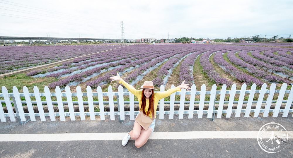 2020桃園仙草花節》楊梅仙草花海.開放時間日期.交通停車接駁車.賞花重點拍照介紹