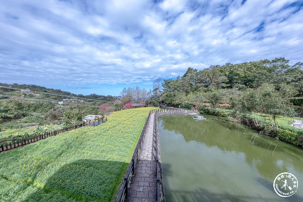 台北景點|貓空魯冰花海(免門票)樟樹步道藏金色花田+櫻花秘境