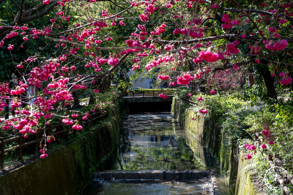 桃園中壢景點|莒光環保公園 櫻花盛開時|八重櫻花況花期.交通停車介紹