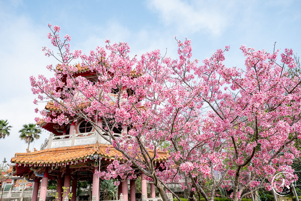 新北林口|竹林山觀音寺櫻花景點|在華麗廟宇建築與庭園中漫步賞櫻|很靈驗香火鼎盛