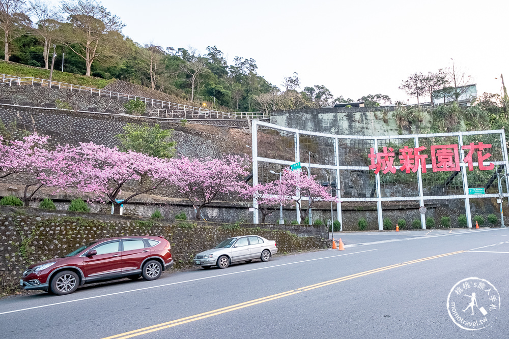 台北賞櫻景點》新店烏來 花園新城-2021最新花況│櫻花步道沿線整排粉紅櫻～滿開實在太美！