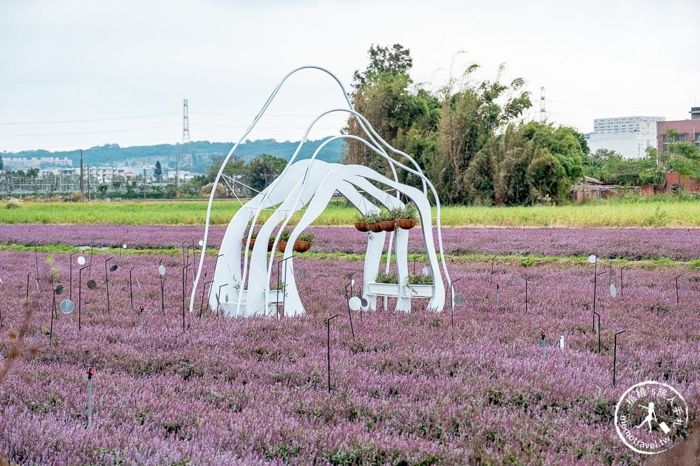 2020桃園仙草花節》楊梅仙草花海.開放時間日期.交通停車接駁車.賞花重點拍照介紹