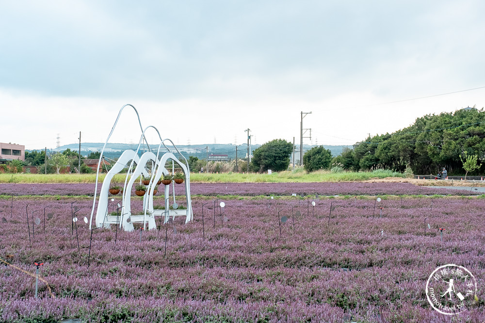2020桃園仙草花節》楊梅仙草花海.開放時間日期.交通停車接駁車.賞花重點拍照介紹