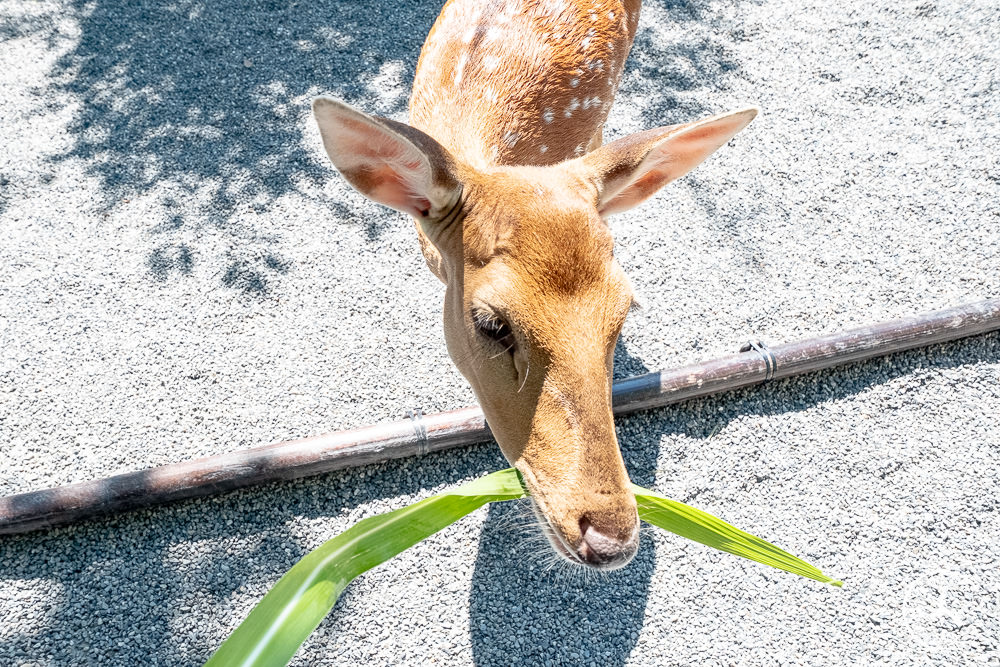 宜蘭三星親子景點|張美阿嬤農場 最新笑笑羊、小袋鼠登場|門票.預約.購票.DIY套票 一次看懂