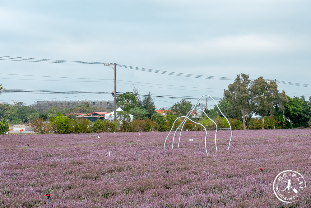 2020桃園仙草花節》楊梅仙草花海.開放時間日期.交通停車接駁車.賞花重點拍照介紹