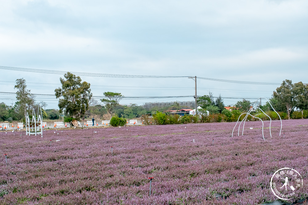 2020桃園仙草花節》楊梅仙草花海.開放時間日期.交通停車接駁車.賞花重點拍照介紹