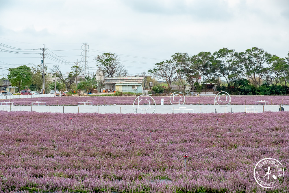 2020桃園仙草花節》楊梅仙草花海.開放時間日期.交通停車接駁車.賞花重點拍照介紹