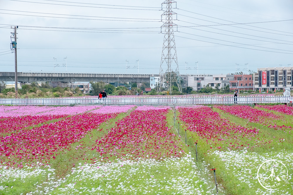 2020桃園仙草花節》楊梅仙草花海.開放時間日期.交通停車接駁車.賞花重點拍照介紹