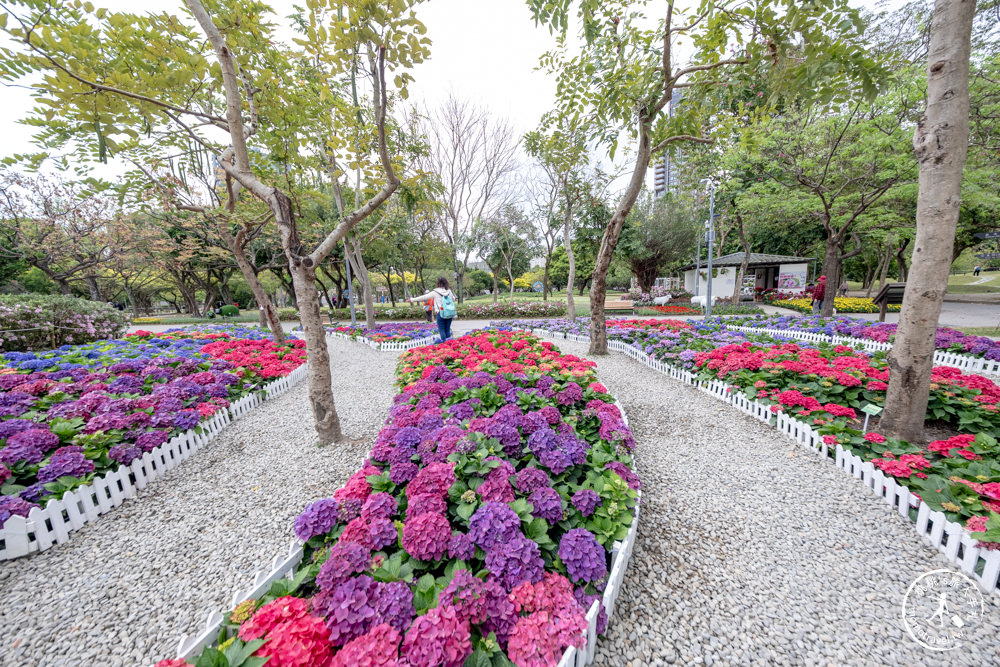 台北大安景點|大安森林公園繡球花季|市區賞花推薦景點.搭捷運就能到.最新花況.活動時間介紹