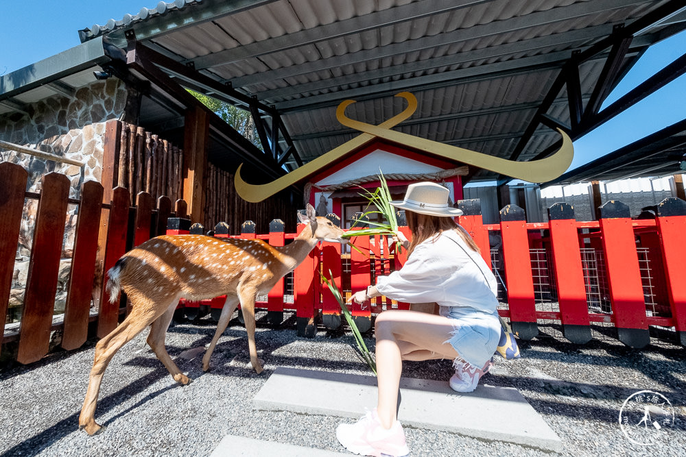 宜蘭三星親子景點|張美阿嬤農場 最新笑笑羊、小袋鼠登場|門票.預約.購票.DIY套票 一次看懂