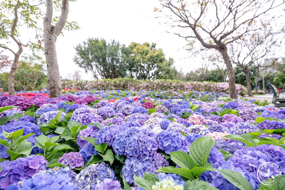 台北大安景點|大安森林公園繡球花季|市區賞花推薦景點.搭捷運就能到.最新花況.活動時間介紹