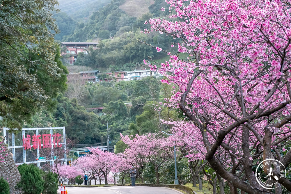 台北賞櫻景點》新店烏來 花園新城-2021最新花況│櫻花步道沿線整排粉紅櫻～滿開實在太美！