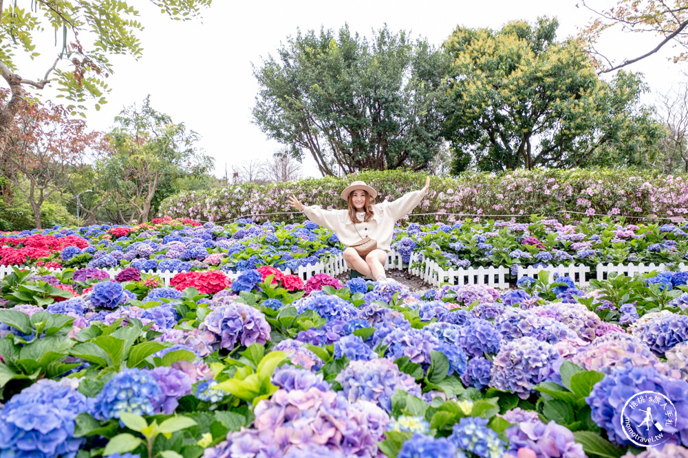 台北大安景點|大安森林公園繡球花季|市區賞花推薦景點.搭捷運就能到.最新花況.活動時間介紹