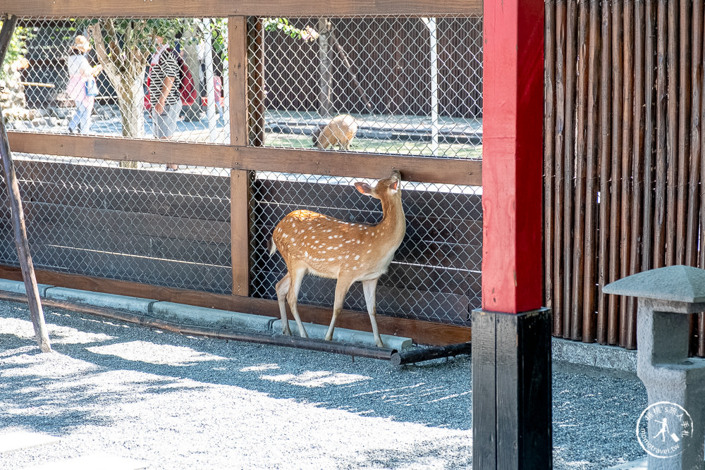 宜蘭三星親子景點|張美阿嬤農場 最新笑笑羊、小袋鼠登場|門票.預約.購票.DIY套票 一次看懂
