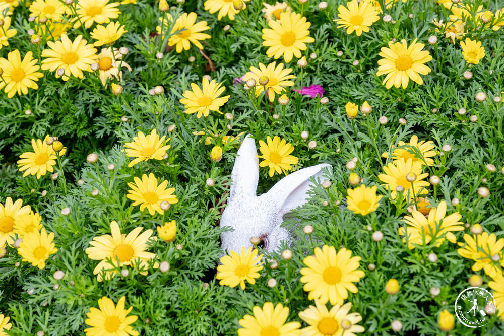 台北大安景點|大安森林公園杜鵑花季|市區賞花推薦景點.搭捷運就能到.最新花況.活動時間介紹