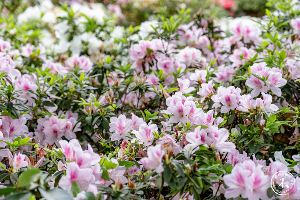 台北大安景點|大安森林公園杜鵑花季|市區賞花推薦景點.搭捷運就能到.最新花況.活動時間介紹