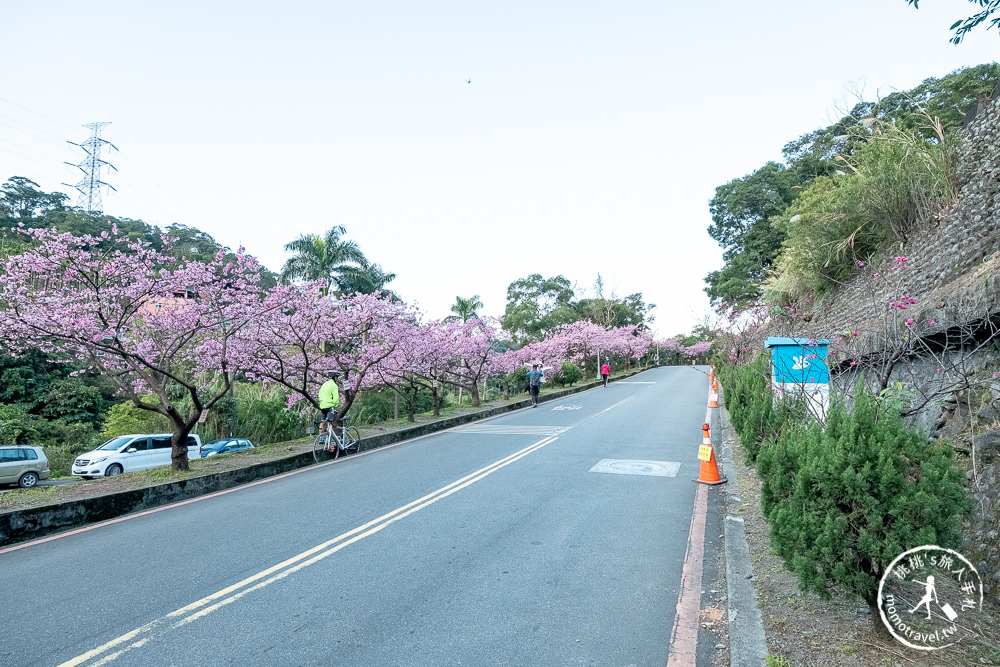 台北賞櫻景點》新店烏來 花園新城-2021最新花況│櫻花步道沿線整排粉紅櫻～滿開實在太美！