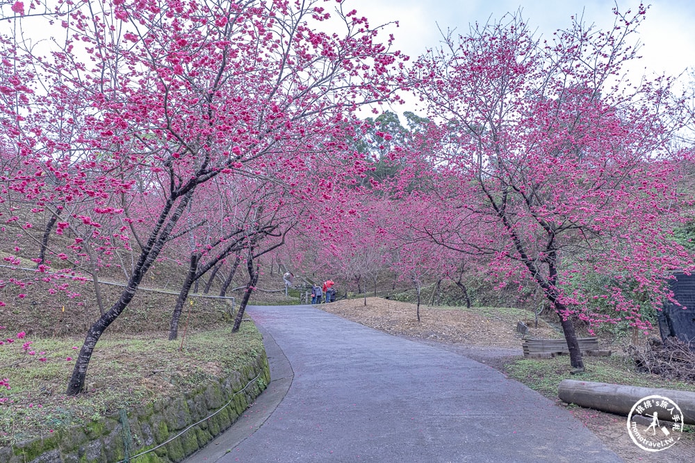 宜蘭冬山景點|松櫻秘境-櫻花樹下露營-超佛免費開放賞櫻|最新賞櫻花況.停車資訊.賞花拍照點介紹