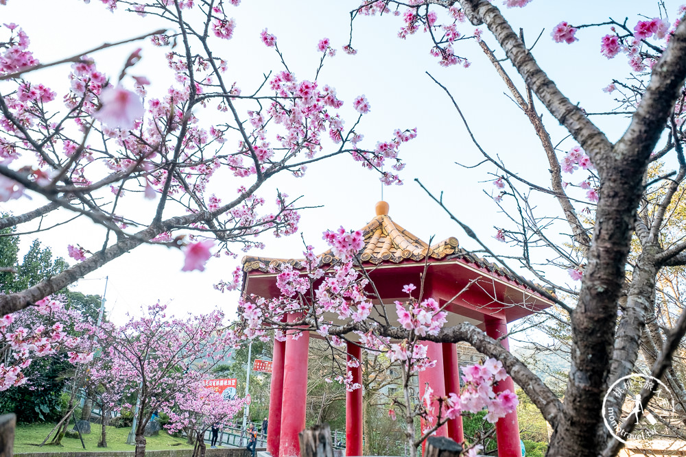 台北賞櫻景點》新店烏來屈尺櫻花公園-2021最新花況│花見亭絕美賞櫻點公開！