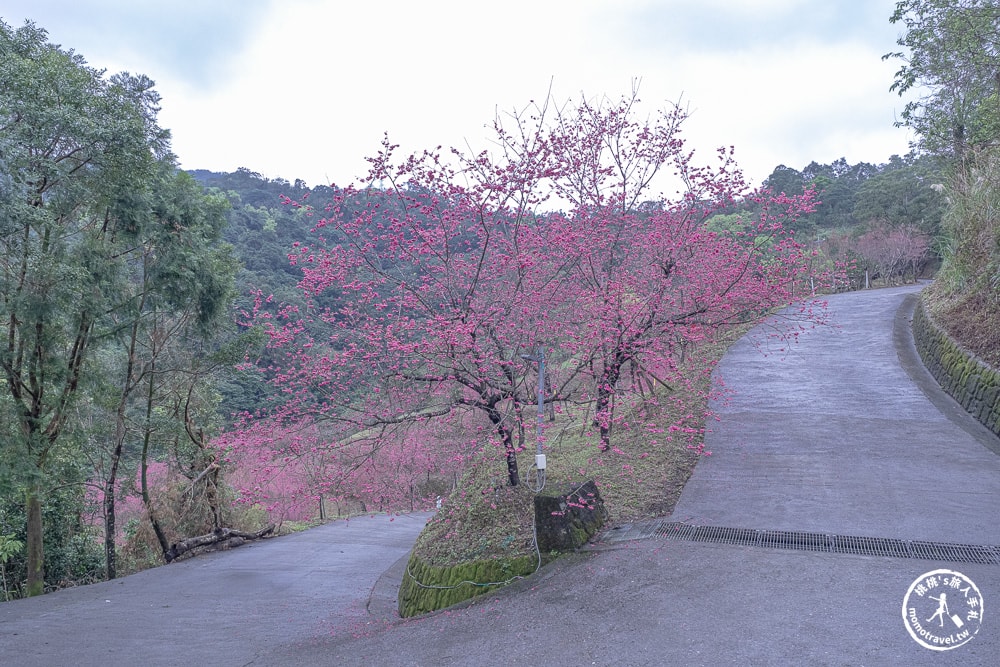 宜蘭冬山景點|松櫻秘境-櫻花樹下露營-超佛免費開放賞櫻|最新賞櫻花況.停車資訊.賞花拍照點介紹