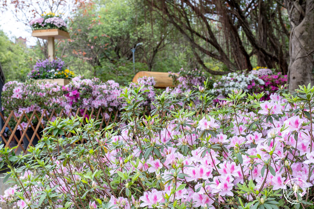 台北大安景點|大安森林公園杜鵑花季|市區賞花推薦景點.搭捷運就能到.最新花況.活動時間介紹