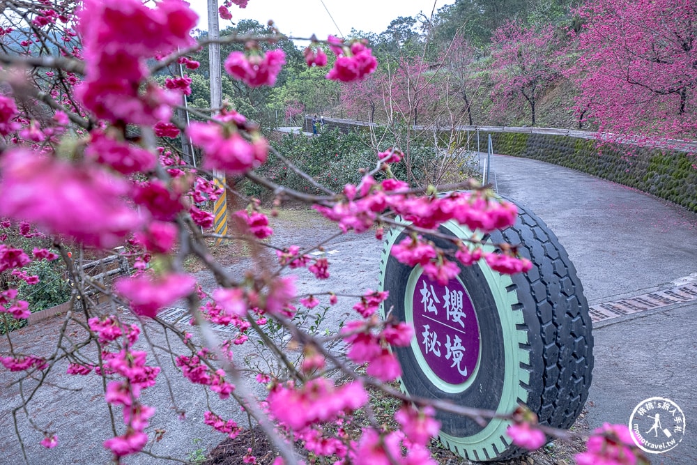 宜蘭冬山景點|松櫻秘境-櫻花樹下露營-超佛免費開放賞櫻|最新賞櫻花況.停車資訊.賞花拍照點介紹