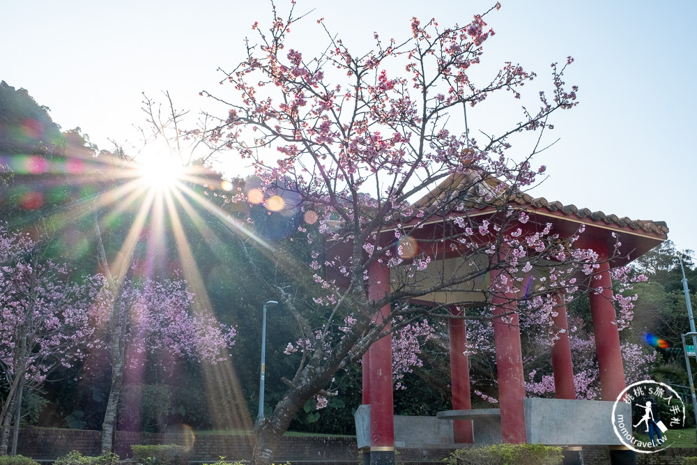 台北賞櫻景點》新店烏來屈尺櫻花公園-2021最新花況│花見亭絕美賞櫻點公開！