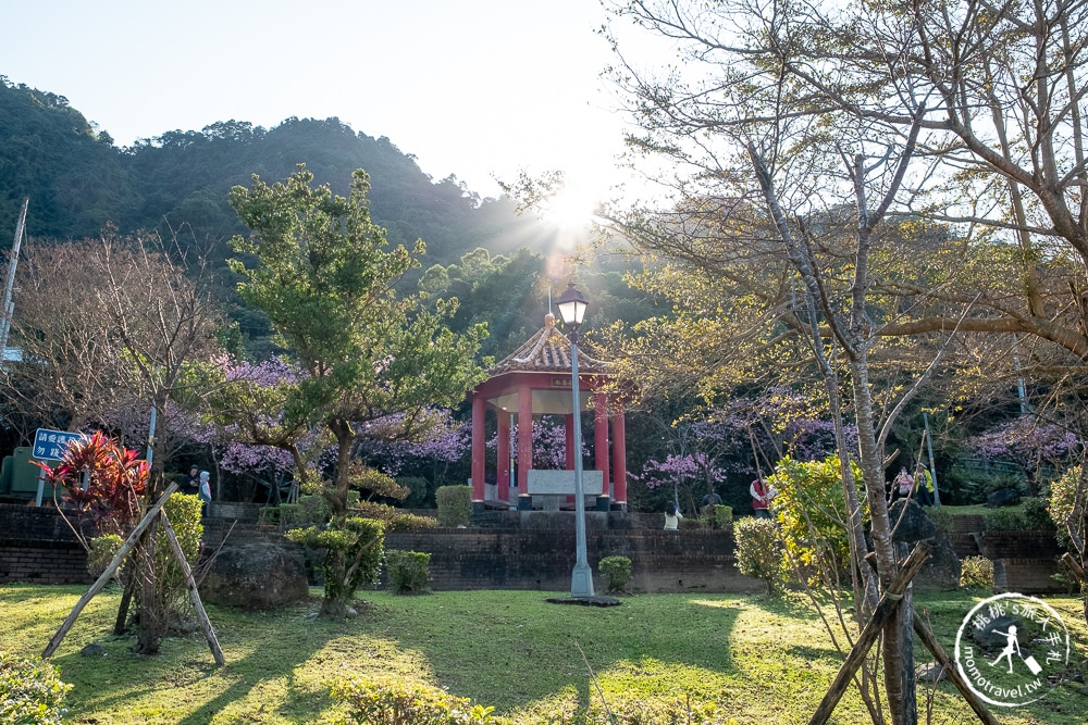 台北賞櫻景點》新店烏來屈尺櫻花公園-2021最新花況│花見亭絕美賞櫻點公開！