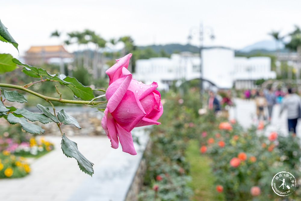 台北中山景點|2023台北玫瑰展in台北玫瑰園|花博公園新生園區 免費開放賞花|交通停車.最新花況.活動時間介紹