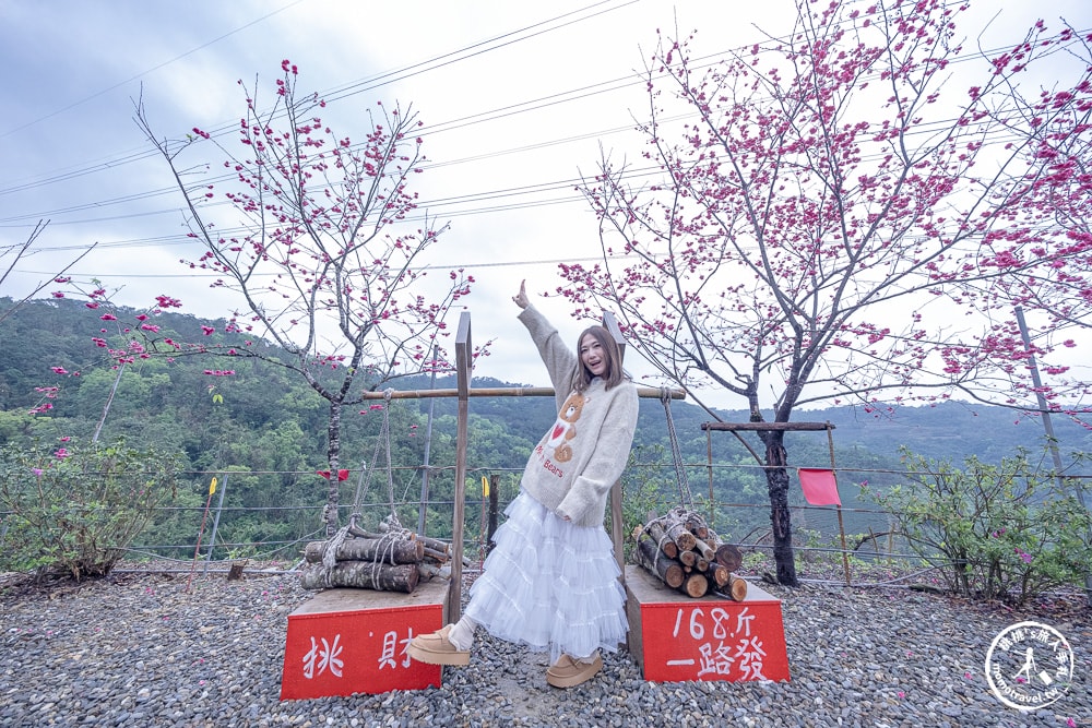 宜蘭冬山景點|松櫻秘境-櫻花樹下露營-超佛免費開放賞櫻|最新賞櫻花況.停車資訊.賞花拍照點介紹