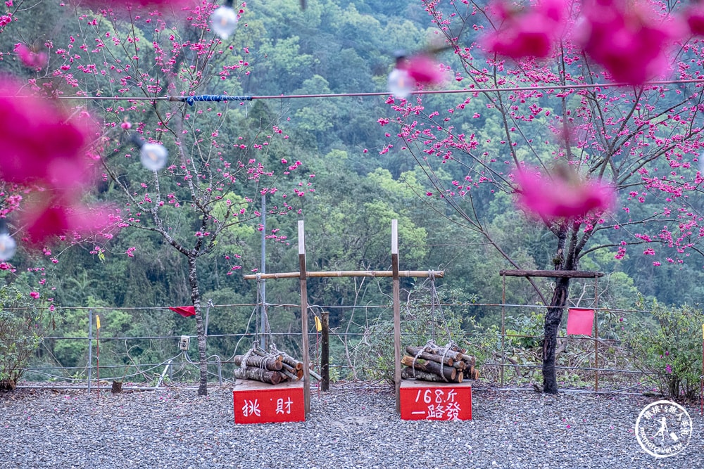 宜蘭冬山景點|松櫻秘境-櫻花樹下露營-超佛免費開放賞櫻|最新賞櫻花況.停車資訊.賞花拍照點介紹