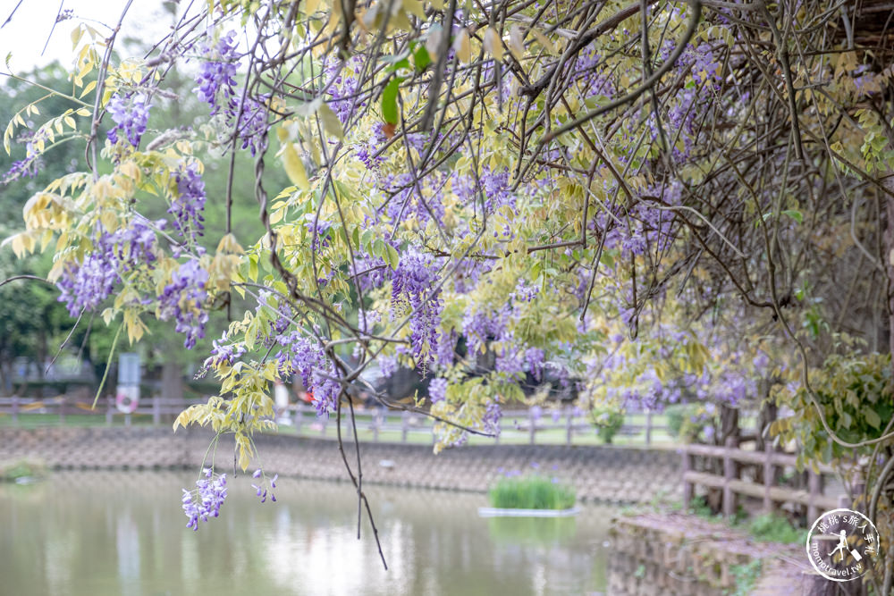 桃園龜山景點|大湖紀念公園紫藤花瀑布|花況花期.交通停車.詳細介紹