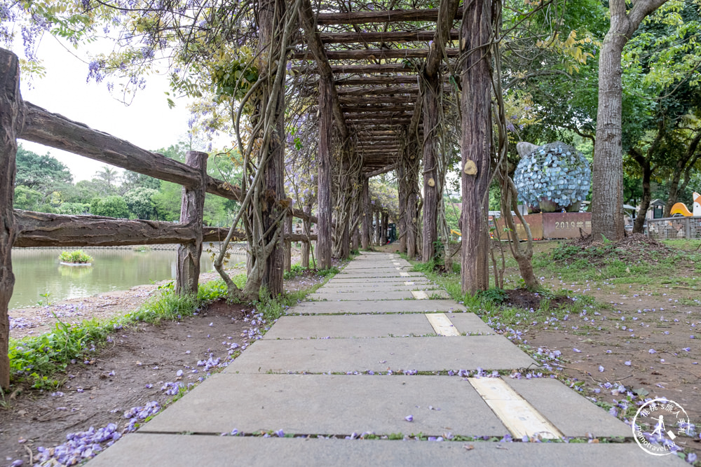 桃園龜山景點|大湖紀念公園紫藤花瀑布|花況花期.交通停車.詳細介紹