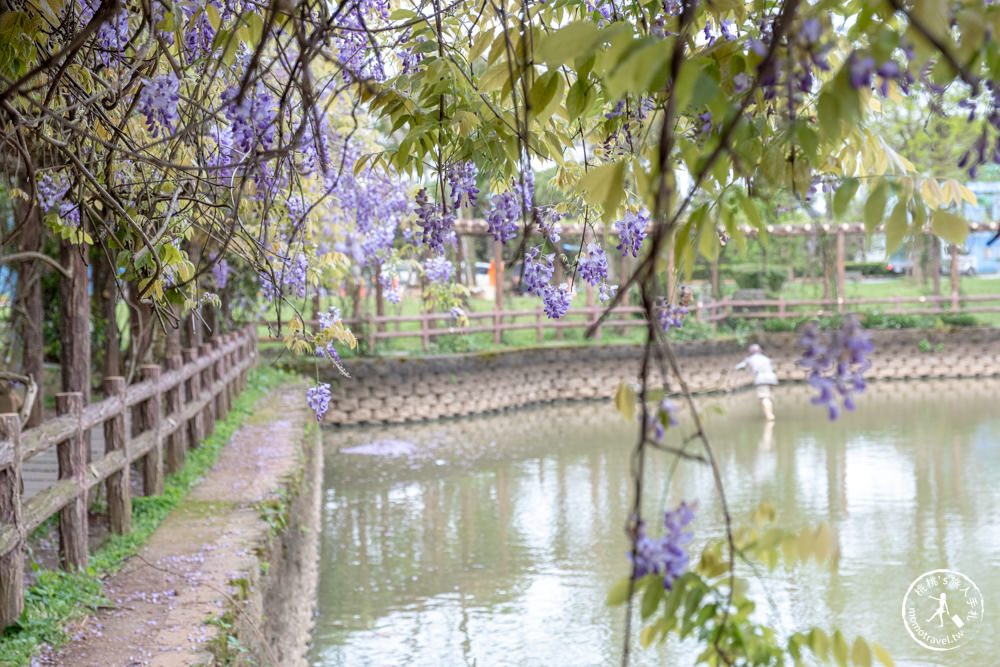 桃園龜山景點|大湖紀念公園紫藤花瀑布|花況花期.交通停車.詳細介紹