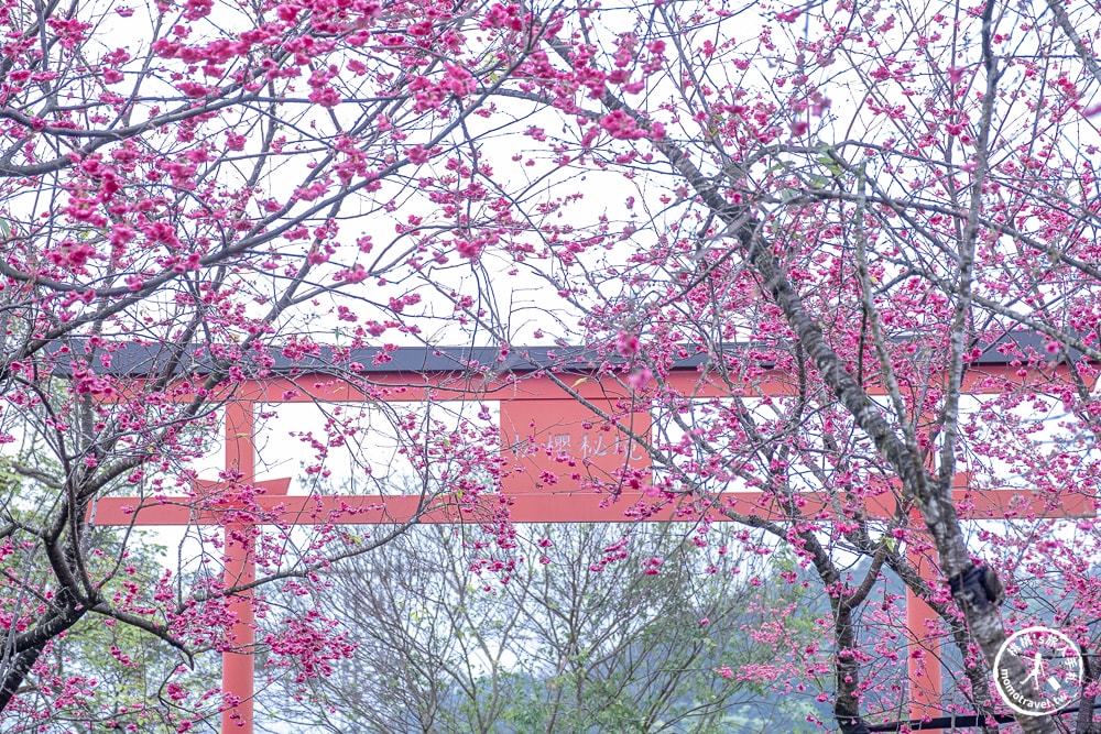 宜蘭冬山景點|松櫻秘境-櫻花樹下露營-超佛免費開放賞櫻|最新賞櫻花況.停車資訊.賞花拍照點介紹
