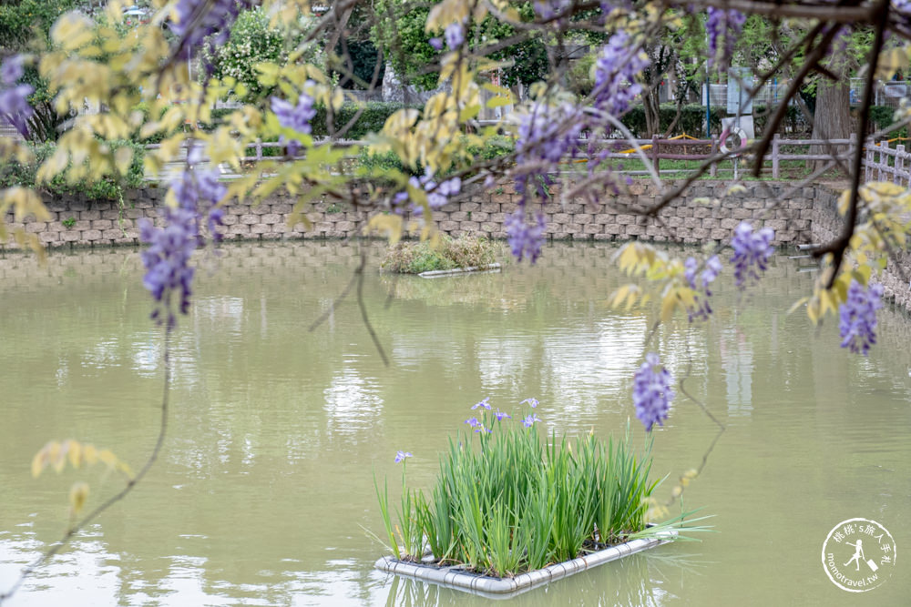 桃園龜山景點|大湖紀念公園紫藤花瀑布|花況花期.交通停車.詳細介紹