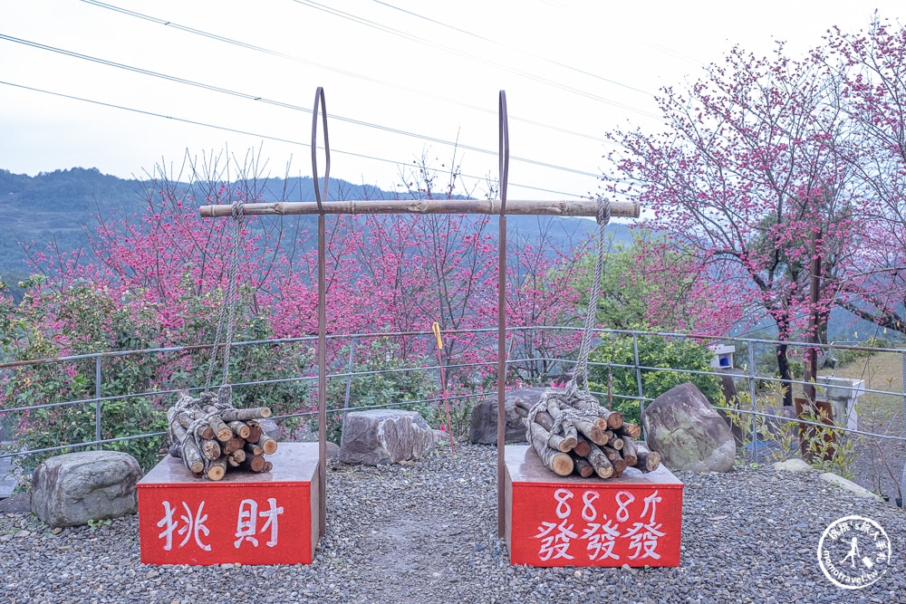 宜蘭冬山景點|松櫻秘境-櫻花樹下露營-超佛免費開放賞櫻|最新賞櫻花況.停車資訊.賞花拍照點介紹