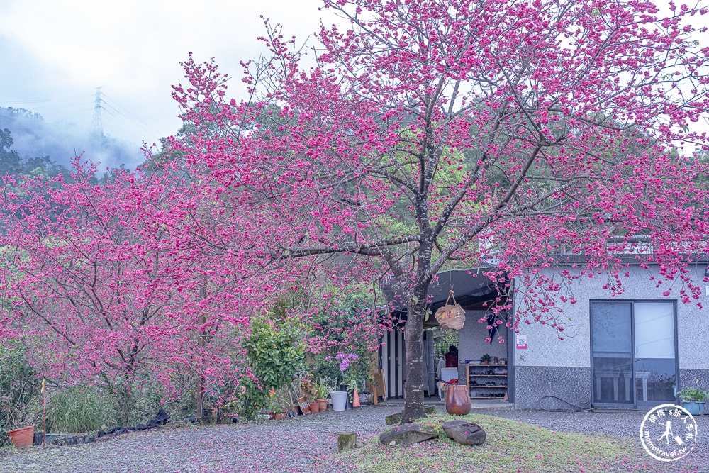 宜蘭冬山景點|松櫻秘境-櫻花樹下露營-超佛免費開放賞櫻|最新賞櫻花況.停車資訊.賞花拍照點介紹