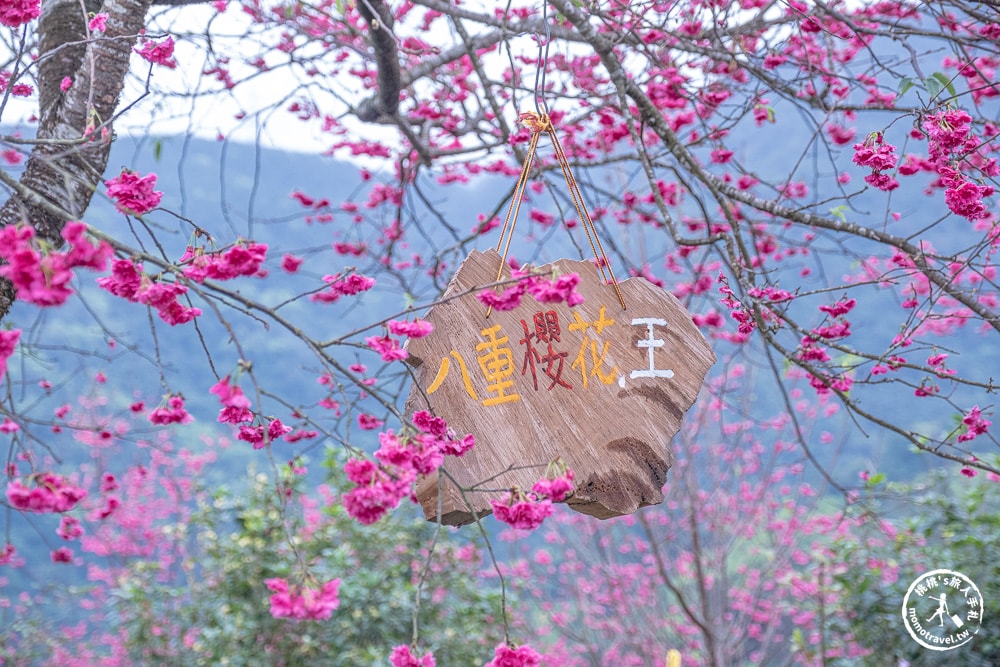 宜蘭冬山景點|松櫻秘境-櫻花樹下露營-超佛免費開放賞櫻|最新賞櫻花況.停車資訊.賞花拍照點介紹