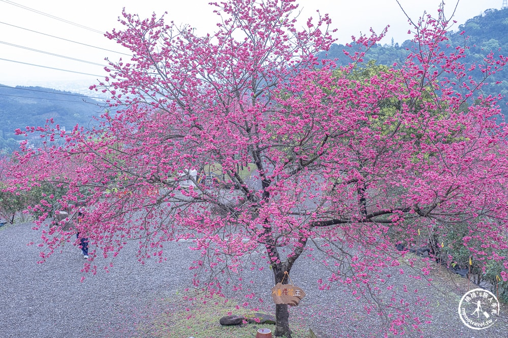 宜蘭冬山景點|松櫻秘境-櫻花樹下露營-超佛免費開放賞櫻|最新賞櫻花況.停車資訊.賞花拍照點介紹